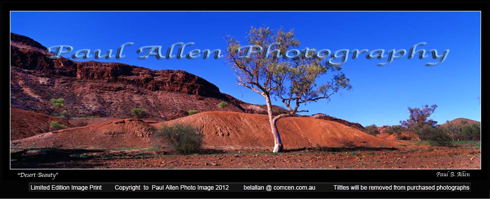 Desert Beauty South Australia